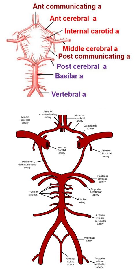 Circle of Willis 【 Note -: Major contribution of branches of Internal Carotid Artery 】  【 "Posterior" Cerebral artery is a branch of "Basilar artery" 】 Basilar Artery, Circle Of Willis, Internal Carotid Artery, Blood Sugar Level Chart, Blood Sugar Tracker, Vertebral Artery, Blood Sugar Solution, Lower Blood Sugar Naturally, Carotid Artery