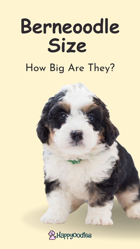 Are you thinking about getting a Bernedoodle, but you're not sure which size you should get? Or, maybe you already have a Bernedoodle puppy and you want to know how big your puppy will be when they are full grown? Wondering when your Bernedoodle will stop growing? Join us as we look to answer all of these questions and more. (#bernedoodlesize, #bernedoodlesizes, #minibernedoodlesize, #minimicrobernedoodlesize, #bernadoodlesize, #bernadoodlesizes, #minibernadoodlesize, #minimicrobernedoodlesize) Micro Bernedoodle Full Grown, Micro Mini Bernedoodle, Mini Bernedoodle Full Grown, Bernedoodle Full Grown, Mini Bernedoodle, Bernedoodle Puppy, Be A Nice Human, Micro Mini, Dog Care