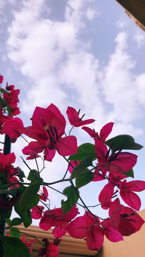 Patterns Wallpaper, Shotting Photo, Image Nature, Flower Phone Wallpaper, Tumblr Wallpaper, Summer Wallpaper, Bougainvillea, Exotic Flowers, Flowers Nature