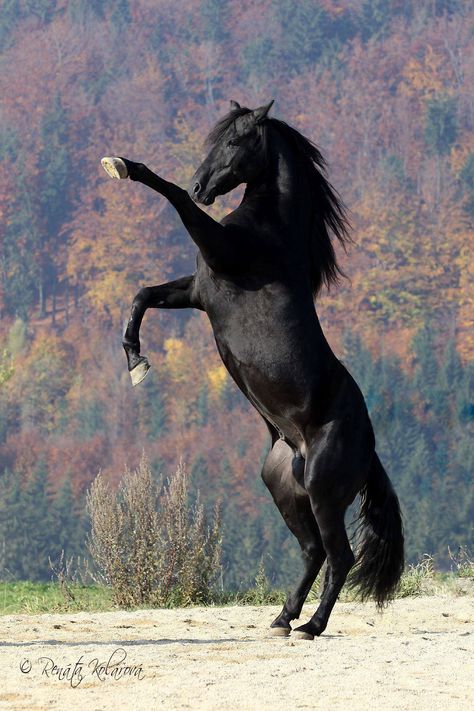 Photo by Renata Kolarova Regnul Animal, Black Horses, Wild Mustangs, Most Beautiful Horses, Friesian Horse, Most Beautiful Animals, Majestic Horse, All The Pretty Horses, Horse Crazy