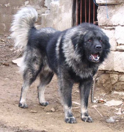 sarplaniac photo | And the Sarplaninac, also seen in real life and like the Caucasian ... Caucasian Shepherd Dog, Funny Dog Signs, Caucasian Shepherd, Funny Dog Jokes, Livestock Guardian Dog, Big Dog Breeds, Dog Jokes, Huge Dogs, Funny Dog Memes