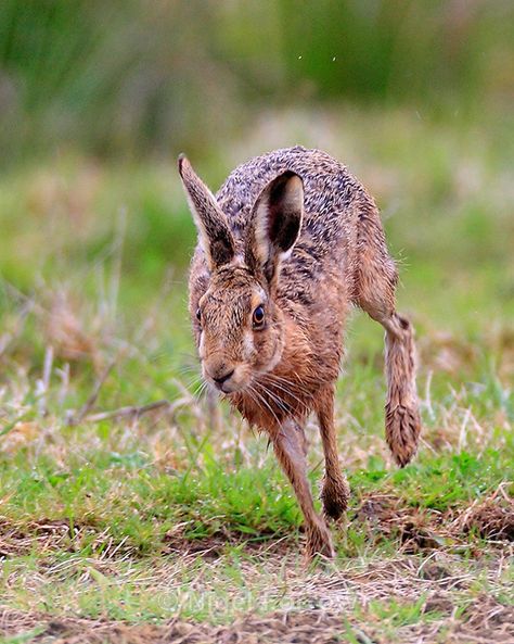 brown-hare-running-otmoor-rspb Hare Running, Hare Pictures, Arte Doodle, Rabbit Run, Wild Rabbit, Exposure Compensation, Jack Rabbit, Best Image, Sweet Animals