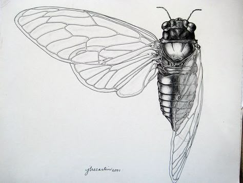 Cicada Tattoo, Scientific Drawing, Science Illustration, Moth Tattoo, Bug Art, White Drawing, Insect Art, Scientific Illustration, Black And White Drawing