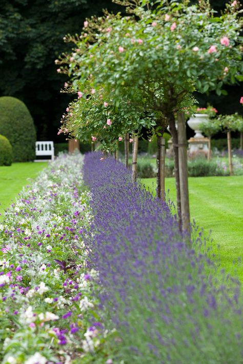 Buy Lavender Hidcote Hedge Plants | Lavender Hicote Hedging | Lavandula Angustifolia Hicote Hidcote Lavender, Lavender Hidcote, Lavender Hedge, Hedge Plants, Topiary Garden, Violet Flowers, English Lavender, Evergreen Plants, Lavender Plant