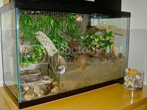 Redesign of Water Dish Area: A neat solution! - HCA: Hermit Crab Association Hermit Crab Cage, Hermit Crab Homes, Crab Habitat, Hermit Crab Habitat, Crab Tank, Pet Aesthetic, Hermit Crab Tank, Frog Habitat, Water Survival