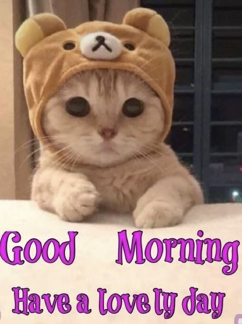 Good Morning Quotes Cute, Morning Quotes Cute, Gif Good Morning, Cute Good Morning Gif, Good Morning Animals, Good Morning Cat, Morning Cat, Morning Memes, Good Morning Funny Pictures