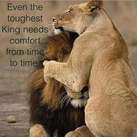 Lioness Quotes, Lion Couple, Regnul Animal, Cute Animal Quotes, Lion Quotes, Quotes Cute, His Queen, Lion And Lioness, Lion Love