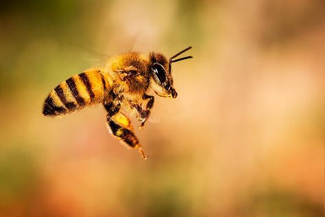 Honey Bee Apis Mellifera Yellow Animal Honey Bee Art, Apis Mellifera, All About Bees, Yellow Animals, Bee Art, Honey Bees, Wallpaper Pc, Honey Bee, Insects