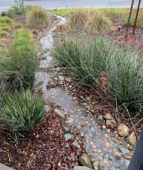 Water Runoff Solutions Rain Garden, Rain Garden Design Front Yards, Pnw Rain Garden, How To Build A Rain Garden, Shade Rain Garden, Backyard Water Runoff Ideas, Rain River Garden, Rainscaping Diy, Rock Garden For Wet Areas