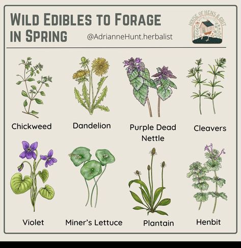 Uk Foraging Guide, Culinary Herb Garden, Medicinal Herbs Remedies, Medicinal Wild Plants, Wild Food Foraging, Magickal Herbs, Spring Instagram, Medical Herbs, Plant Book