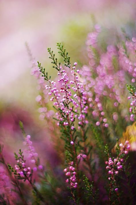 Depth Of Field, The Meadows, Ranunculus, Love Flowers, Flower Wallpaper, Flowers Photography, 그림 그리기, Nature Beauty, Pretty Flowers