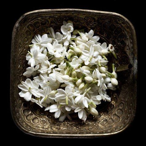 ♥♥♥ Tuberose Aesthetic, Arabian Jasmine, Indian Flowers, Jasmine Flower, Royal Court, Scented Soy Candles, Tunisia, Home Fragrance, Flower Power