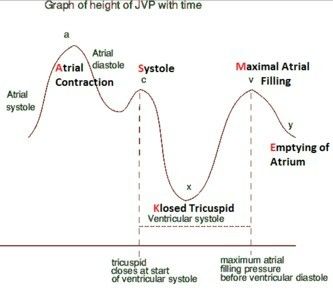 JVP ... Jugular Venous Pressure, Muscular System Anatomy, Thoracic Surgery, Medical Study, Medical Notes, Study Stuff, Muscular System, Visual Learning, Life Crisis