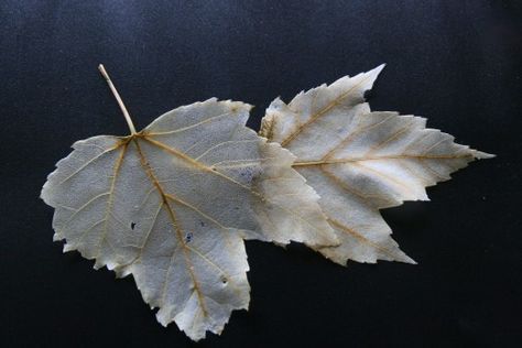 Skeleton Leaves, Leaf Skeleton, Leaf Projects, Leaf Crafts, Pressed Flower Art, Tree Drawing, Dog Snacks, Origami Crafts, Nature Crafts