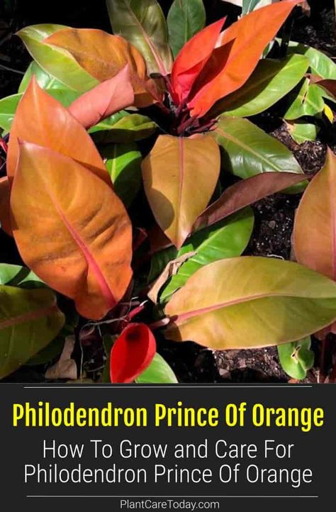 Philodendron Prince of Orange is a beautiful self-heading Philodendron hybrid. We share tips on how to grow and take care of your Prince of Orange. Philodendron Prince Of Orange Care, Prince Orange Philodendron, Philodendron Prince Of Orange, Prince Of Orange Philodendron, Orange Philodendron, Plant Obsession, Philodendron Care, Prince Of Orange, Garden Goals