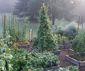 Vegetable Garden Raised Beds, Building A Raised Garden, Plants Growing, Garden Vines, Potager Garden, Modern Garden Design, Veg Garden, Have Inspiration, Vegetable Garden Design