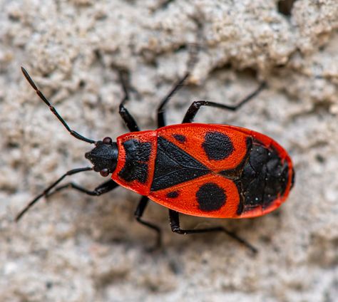 Pyrrhocoris apterus by Mykhailo Hladchenko on YouPic Red Bugs, Red Insects, Moana Art, Random Art Ideas, Red Bug, Disney Moana Art, Nikon D7500, Disney Moana, Arthropods