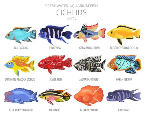 Fish Freshwater, Cichlid Aquarium, Rare Fish, Fish Icon, Fish Breeding, Aquascape Aquarium, Freshwater Aquarium Fish, Icon Style, African Cichlids