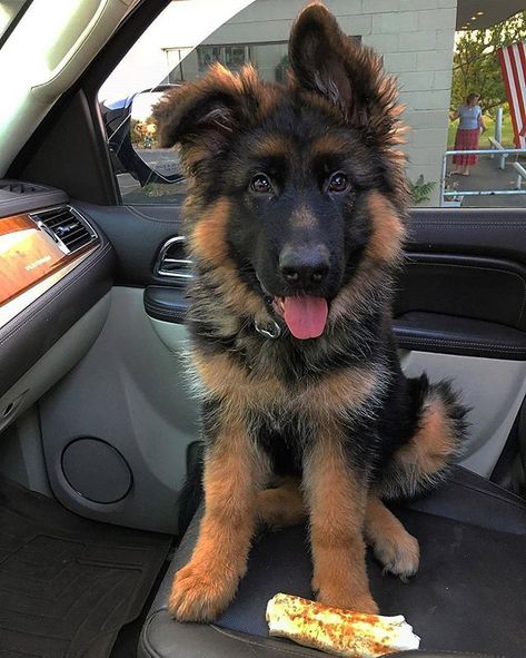 German Shepherd Mix Puppies, Baby German Shepherds, Cute German Shepherd Puppies, Gsd Puppy, Bulldog Breeds, German Shepherd Puppy, Dog German, German Shepards, Gsd Puppies