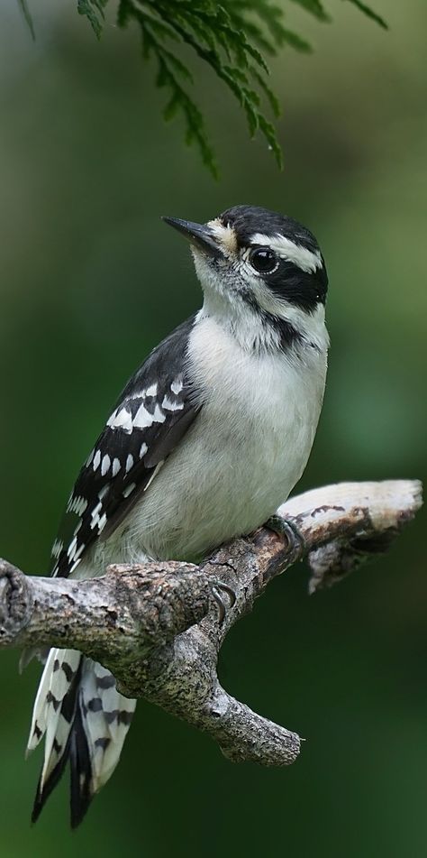 Picture of a female downy woodpecker. #birds #female #downy #woodpecker Downy Woodpecker, Woodpeckers, Your Spirit Animal, Kinds Of Birds, Backyard Birds, Exotic Birds, Pretty Birds, Bird Photo, Colorful Birds