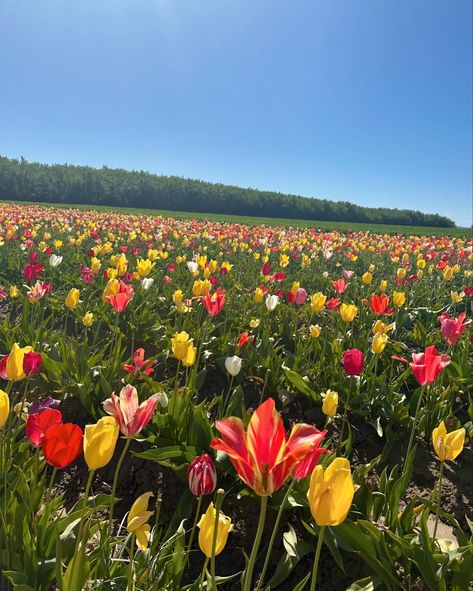 season of sun 🌷🐝🌈 4 Seasons Aesthetic, Kylie Aesthetic, Spring Season Aesthetic, April Vibes, Seasons Aesthetic, Seasons Changing, Harry Potter Quidditch, Cumulus Clouds, Spring Photos