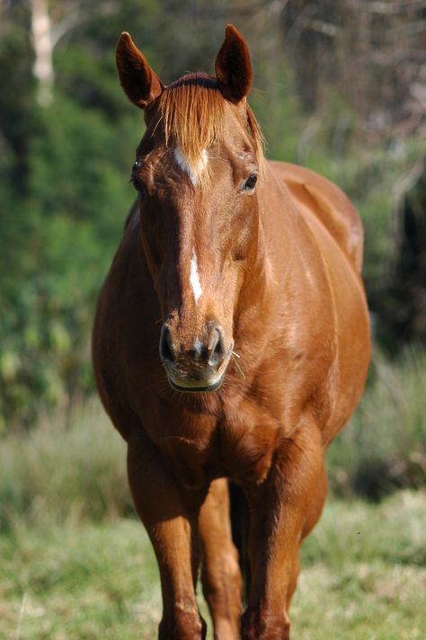 Front view Horse Face Front View, Animals Front View, Horses Front View, Horse Drawing Front View, Horse Facing Forward, Horse Frontal View, Horse Reference, Free Horses, Horse Face