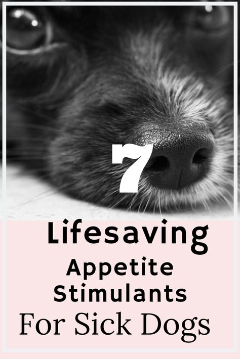 Appetite Stimulants For Dogs Sick Dog Remedies, Loss Of Appetite, Sick Puppies, Dog Remedies, Dog Health Tips, Sick Dog, Group Of Dogs, Dog Information, Stomach Problems