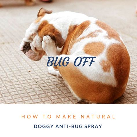 Dog Bug Spray, Essential Oil Bug Spray, Diy Bug Repellent, Natural Bug Spray, Flea Infestation, Bug Off, Essential Oil Combinations, Using Essential Oils, Bug Spray