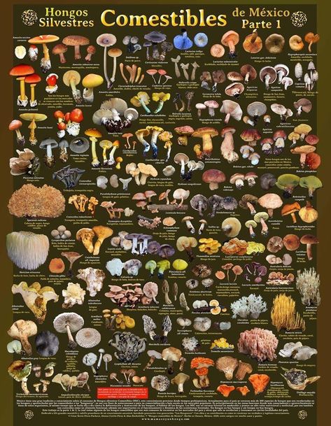 Mushroom Diagram, Mushroom Identification, Mushroom Species, Types Of Fungi, Mushroom Poster, Crystal Drawing, Slime Mould, Plant Fungus, Plant Book