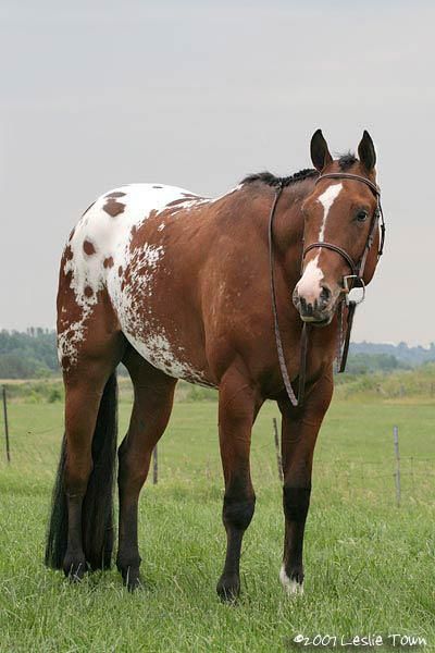 Lorna Doone. Check out Gable's review of Elizabeth Enright's Spiderweb For Two: A Melendy Maze here: http://chaptersandscenes.wordpress.com/2014/08/20/gable-reviews-spiderweb-for-two-a-melendy-maze/ Bay Appaloosa Horse, Blanket Appaloosa Horse, Bay Blanket Appaloosa, Few Spot Appaloosa, Chestnut Appaloosa, Bay Appaloosa, Blanket Appaloosa, Horse Appaloosa, Town Photography