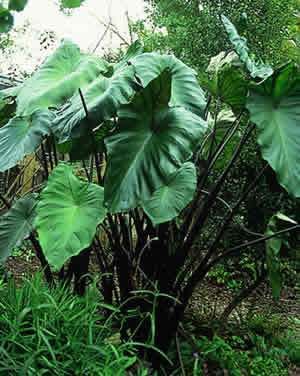 Colocasia Fontanesii - Hardy Tropicals UK Foliage Reference, Tropical Plants Uk, Subtropical Garden, Tropical Planting, Tiki Garden, Tropical Garden Plants, Small Tropical Gardens, Fern Garden, Shade Gardening