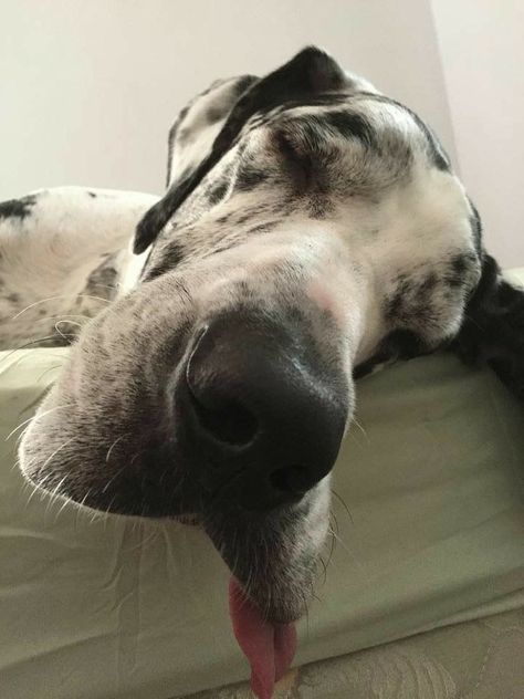 The Great Dane, Dane Dog, Great Dane Dogs, Great Danes, Great Dane, All Love, Not Enough, Puppy Love, A Dog