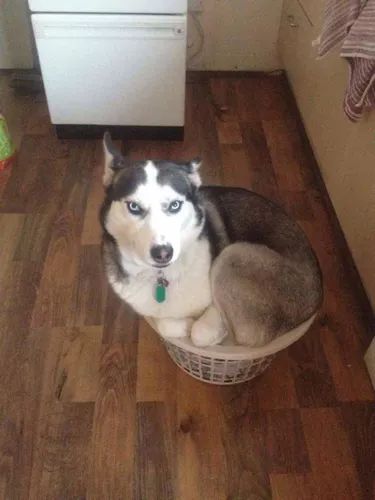 18 Hilarious Photos Of Dogs Guaranteed To Make Your Brain Release Endorphins | Cuteness Husky Humor, Sled Dogs, Husky Funny, Cute Husky, Random Picture, A Husky, Funny Dog Pictures, Husky Puppy, Sweet Dogs