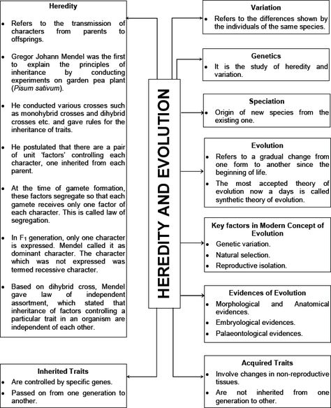 Heredity Notes Class 10, Heredity And Evolution Notes, Evolution Notes, Heredity And Evolution, Dihybrid Cross, Cbse Class 10, 10th Exam, Science Textbook, Sample Paper