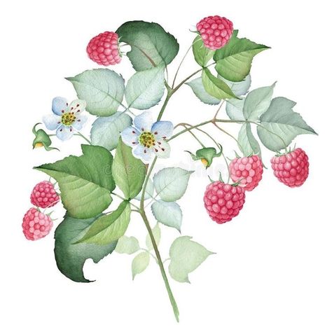 Raspberry Branch, Postcards Illustration, Love Cookies, Watercolor Projects, Summer Bouquet, White Stock, Sweet Summer, Fruit Art, Botanical Illustration