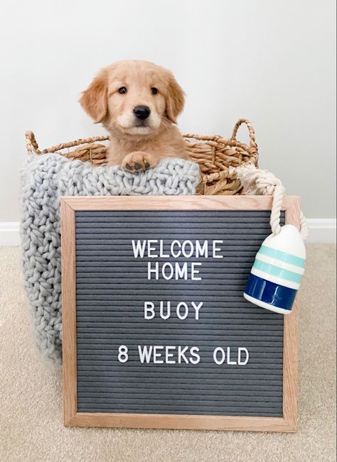 Welcome Home Puppy Letter Board #puppy #welcomehome #letterboard Welcome Home Dog Ideas, New Puppy Letter Board, Welcome Puppy Announcement, Puppy Welcome Home Pictures, Puppy Letterboard, Dog Letterboard, Welcome Home Dog Photoshoot, Puppy Milestones Photos, Puppy Anoucement