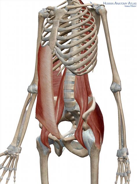 Anatomy Trains, Erector Spinae, Quadratus Lumborum, Psoas Release, Gluteal Muscles, Anatomy Medical, Tight Hip Flexors, Yoga Anatomy, Psoas Muscle