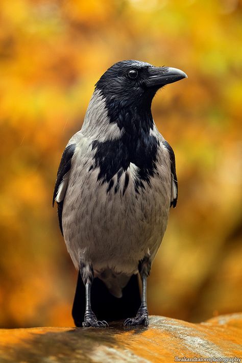 Hooded crow by Josefine #birds #animals Hooded Crow, Crow Photography, Character Sheets, Art Resources, Bird Photo, Character Sheet, Eagles, Birds, Photography