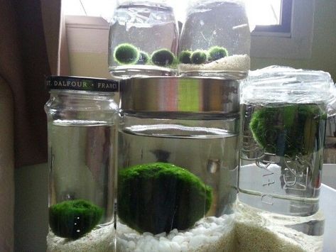 Marimo Moss Ball Aquarium, Moss Ball Terrarium, Marimo Moss Ball Terrarium, Clover Plant, Marimo Moss, Marimo Moss Ball, Beautiful Terrariums, Moss Ball, Moss Balls