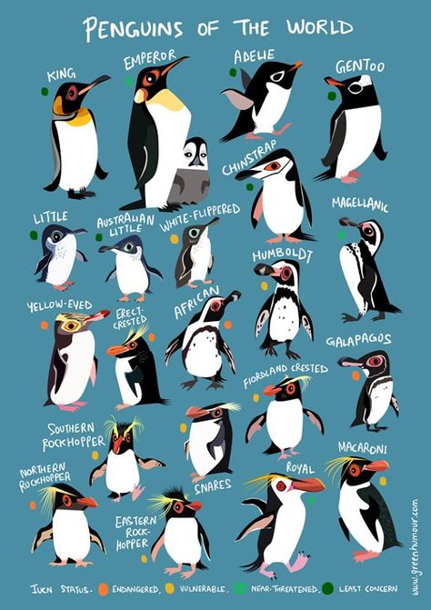 Pictures Of Penguins, Penguin Pictures, Penguin Species, Penguin Illustration, Penguin Art, Penguin Love, Types Of Animals, Arctic Animals, Animal Facts