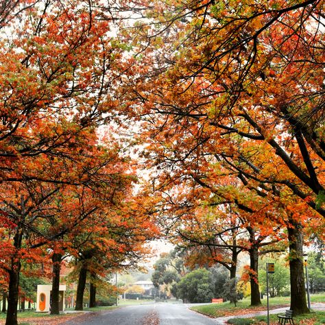 Yarralumla, Canberra in Autumn #trees #canberra #fall #autumn #autumnleaves #fallleaves #visitcanberra #australiatravel #australia #travelguide #traveldestinations Australia Places To Visit, Canberra Australia, Canberra, Autumn Trees, Australia Travel, Fall Autumn, Autumn Leaves, Travel Destinations, The Neighbourhood