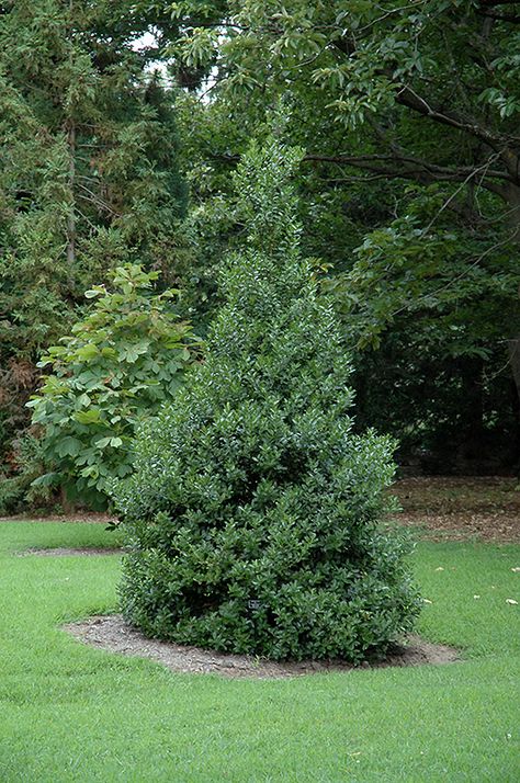 Oakland Holly (Ilex 'Magland') at Homestead Gardens Holly Landscaping, Oakland Holly, Foundation Landscaping, Privacy Planting, Beginners Garden, Low Maintenance Shrubs, Homestead Gardens, Magic Garden, Smitten Kitchen