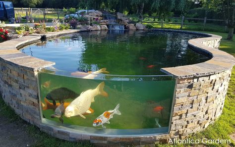 Raised Pond With Window, Raised Koi Pond Ideas, Glass Koi Pond, Pond With Window, Raised Koi Pond, Concrete Pond, Outdoor Fish Ponds, Aquarium Diy, Raised Pond