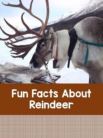 Reindeer Facts, Female Reindeer, Animal Facts Interesting, Reindeer Photo, Fun Facts About Animals, Boreal Forest, Interesting Animals, Tromso, Tourist Information