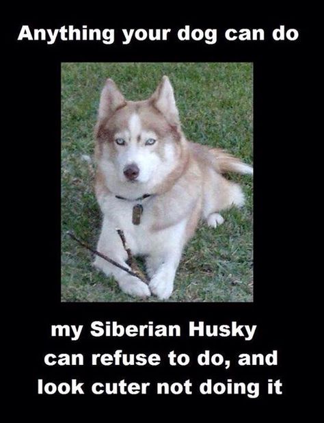 :) Husky Humor, Husky Mom, Husky Funny, Husky Lover, Siberian Husky Puppies, Cute Husky, Dog Quotes Funny, My Husky, Snow Dogs