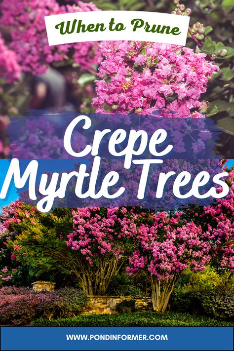 Because of their gorgeous bark and blossoms, crepe myrtle trees are a popular choice for many landscape designs. It's crucial to know when to prune your crepe myrtle if you want to guarantee strong development and blooms every year. #CrepeMyrtlePruning #HealthyGrowth #BloomingBeauty #GardenTips Pruning Crepe Myrtles, Crepe Myrtle Bush, Creeping Myrtle, Crepe Myrtle Trees, Crepe Myrtles, Myrtle Tree, Crepe Myrtle, Floating Plants, Perennial Shrubs