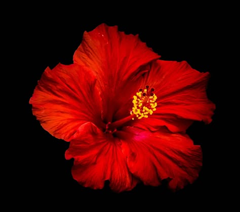 Propagate Hibiscus, Red Flower Design, Red Hibiscus Flower, Flowers Black Background, Red Things, Flowers Real, Red Pictures, Flower Icons, Flower Nail Designs