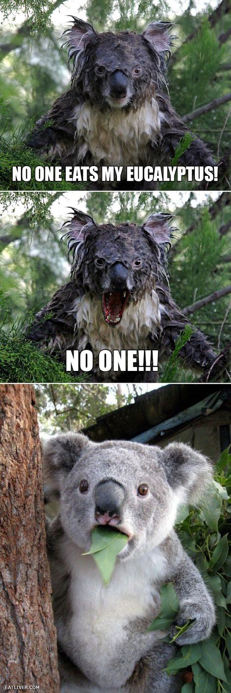 No one eats my eucalyptus Koala Meme, Funny Koala, E Card, Koala Bear, Animal Memes, Bones Funny, Funny Cute, Koala, Funny Animals