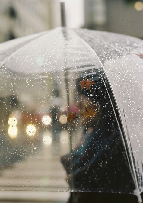 Clear Umbrella, I Love Rain, Rainy Morning, Autumn Rain, Collections Photography, Love Rain, Singing In The Rain, Walking In The Rain, Sound Of Rain