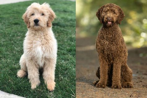 Goldendoodle vs. Labradoodle: Comparing These Doodle Breeds | Great Pet Care Labradoodle Vs Goldendoodle, Goldendoodle Grooming, Hypoallergenic Dogs, Australian Labradoodle, Dog Allergies, Types Of Dogs, Guide Dog, Golden Retriever Puppy, Labradoodle